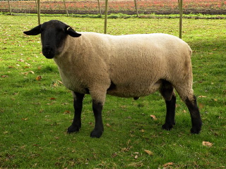 Lower Mainland Sheep Breeds | Lower Mainland Sheep Producers Association