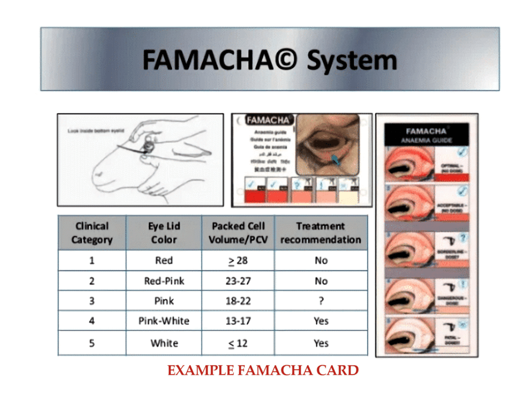 image of example FAMACHA card